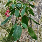 Fuchsia boliviana.fuchsia de Bolivie.fuchsia à grandes fleurs.onagraceae.espèce envahissante.-1.jpeg