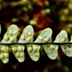 Melpomene flabelliformis. ( Ctenopteris rigescens ) polypodiaceae.indigène Réunion. ?? (1).jpeg