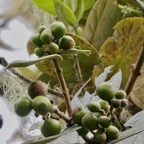 Monimia amplexicaulis.mapou des hauts.( fruits verts ).monimiaceae endémique Réunion.jpeg