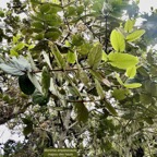 Monimia amplexicaulis.mapou des hauts.monimiaceae endémique Réunion (1)-1.jpeg
