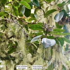 Nuxia verticillata.bois maigre.stilbaceae.endémique Réunion Maurice envahi par -Usnea barbata.usnée barbue.barbe de Saint Antoine.parmeliaceae.jpeg