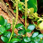 Peperomia tetraphylla.pourpier marron.piperaceae.indigène Réunion..jpeg