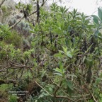 Psiadia anchusifolia.tabac marron.asteraceae;endémique Réunion Psiadia anchusifolia.tabac marron.asteraceae;endémique Réunion-1.jpeg