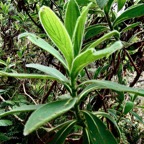 Psiadia anchusifolia.tabac marron.asteraceae;endémique Réunion-1.jpeg