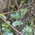 Smilax anceps.Croc de chien.( avec fruits ) smilacaceae.indigène Réunion..jpeg