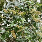 Weinmannia mauritiana .petit bois de tan.cunoniaceae.endémique Maurice Réunion..jpeg