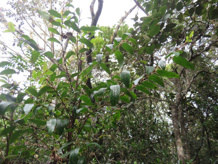 13 Phyllanthus phillyreifolius Poir. - Bois de négresse - Phyllanthaceae - Endémique Réunion et Maurice