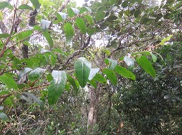 14 Phyllanthus phillyreifolius Poir. - Bois de négresse - Phyllanthaceae - Endémique Réunion et Maurice