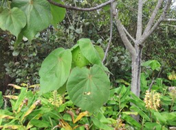15 ??? Dombeya ciliata - Mahot blanc - Malvaceae - Endémique Réunion ??? Dombeya pilosa - Mahot - Malvaceae - endémique