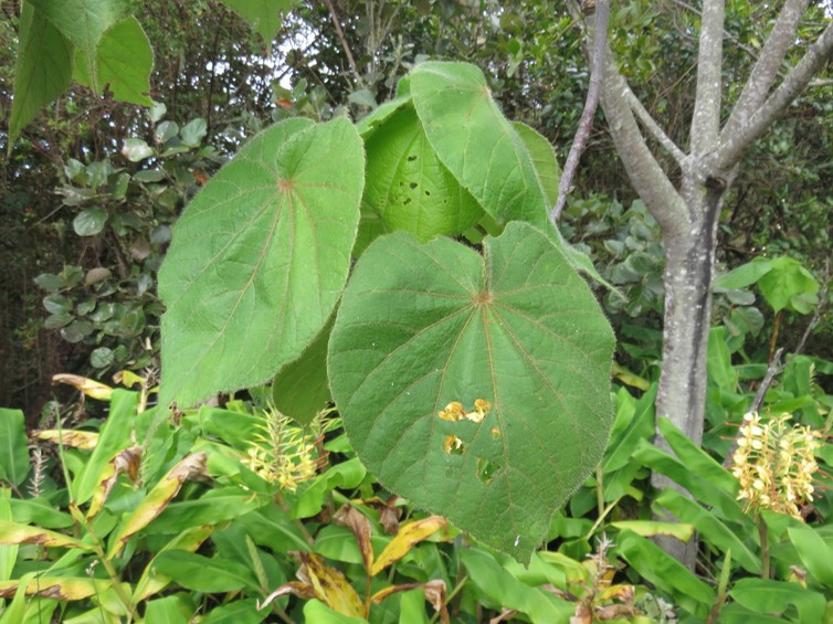 16 15 ??? Dombeya ciliata - Mahot blanc - Malvaceae - Endémique Réunion ??? Dombeya pilosa - Mahot - Malvaceae - endémique
