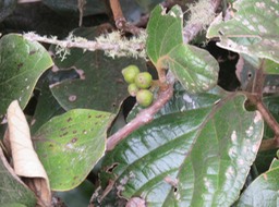 17 Fruits du Mapou