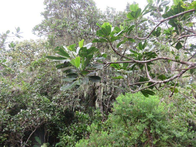 18 Melicope obtusifolia  - Catafaille patte poule ou Grand Catafaille - Rutacée - Endémique Réunion Maurice