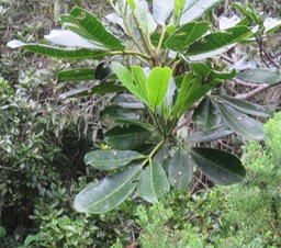 20 Melicope obtusifolia  - Catafaille patte poule ou Grand Catafaille - Rutacée - Endémique Réunion Maurice