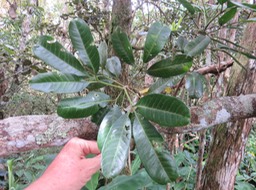 27 Melicope obtusifolia  - Catafaille patte poule ou Grand Catafaille - Rutacée - Endémique Réunion Maurice