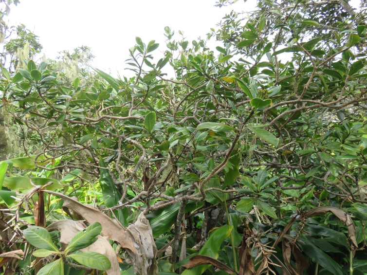 29 Chassalia gaertneroides - Bois de corail  des Hauts - Rubiaceae Fruits