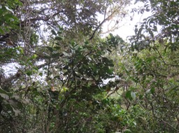4 Tambourissa elliptica - Bois de bombarde; Bois de tambour -  Monnimiaceae