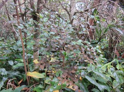 5 Eugenia buxifolia - Bois de nèfles à petites feuilles - Myrtacée