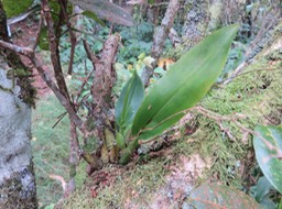 6 Polystachia cultriformis - - Orhidacea - Indigène Réunion