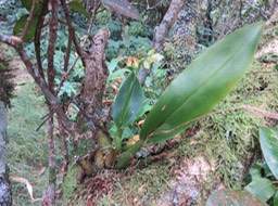 7 Polystachia cultriformis - - Orhidacea - Indigène Réunion