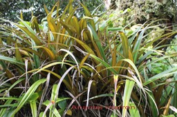 Ananas marron- Astelia hemichrysa-Astéliacée- Masc