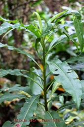 Bois de chenille- Psiadia laurifolia- Astéracée-B
