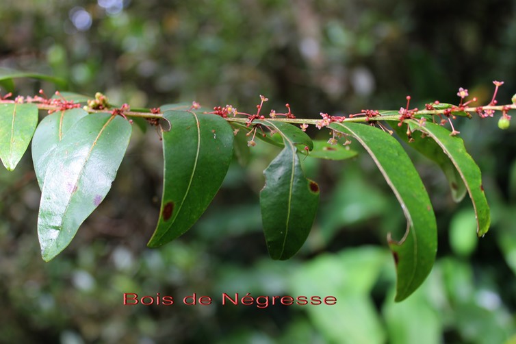 Bois de Négresse- Phyllanthus phyllireifolius- Phyllanthacée -B