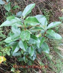 Bois maigre- Nuxia verticillata- Stilbacée- I
