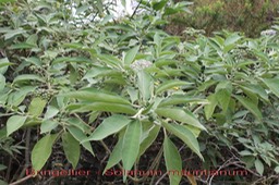 Bringellier - Solanum mauritianum- Solanacée - Exo