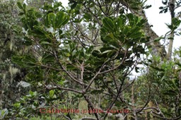 Catafaille patte poule- Melicope obtusifolia- Rutacée - B