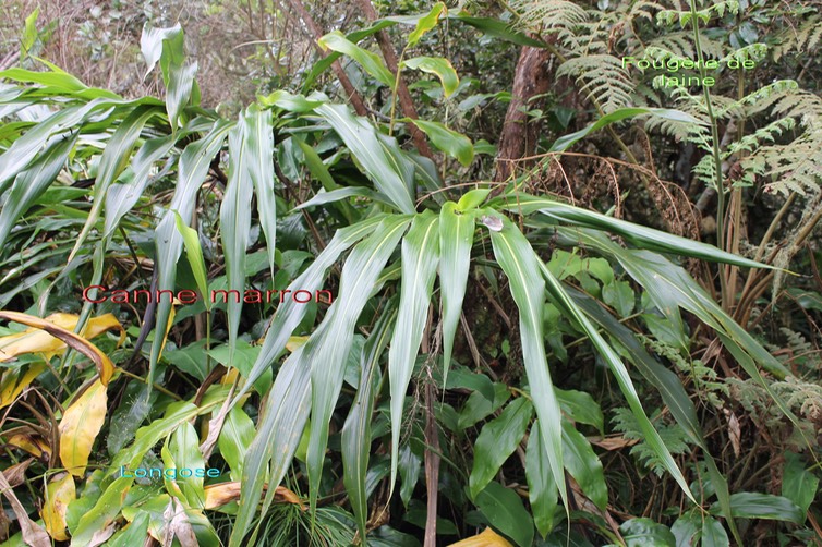 Cordyline mauritiana- Blotiella pubescens et Longose