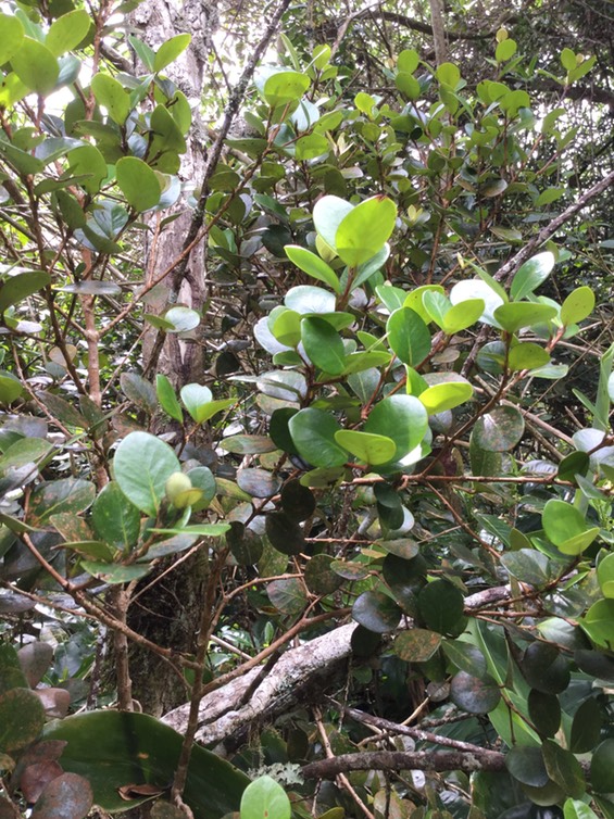 Eugenia buxifolia - Bois de nèfles à petites feuilles - Myrtacée