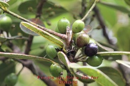 Fruits du Bois de fer bâtard- Sideroxylon borbonicum - Sapotacée - B