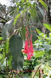 Fuchsia boliviana- Onagracée - exo