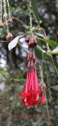 Fuchsia de Bolivie ou Zanneau- Fuchsia boliviana