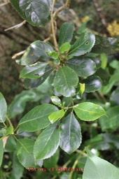 Grand bois d'oiseau - Claoxylon glandulosum - Euphorbiacée - B