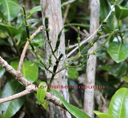 Korthalsella opuntia- Santalacée