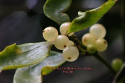 Les fruits de Chourichaude - Viscum triflorum