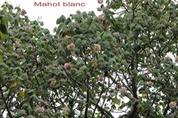 Mahot blanc- Dombeya ciliata- Malvacée - B