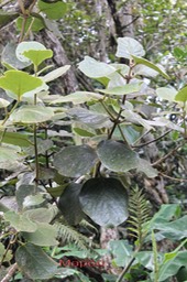 Mapou- Monimia rotundifolia- Monimiacée - B