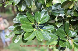 Melicope obtusifolia- Feuilles trifoliolées