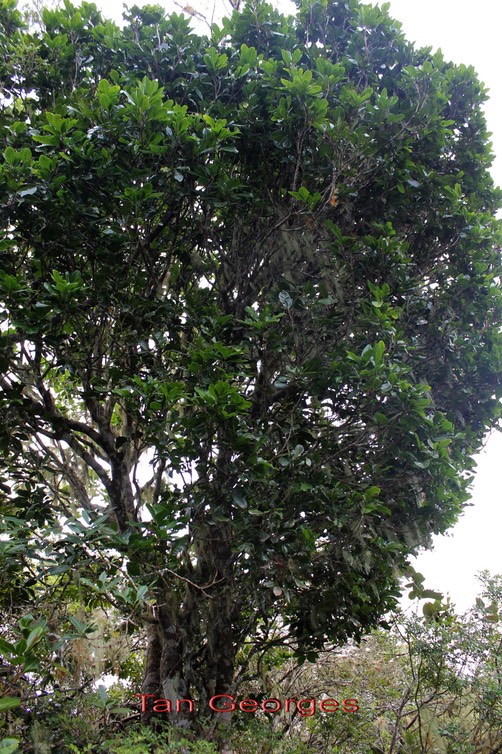 Molinaea alternifolia-Sapindacée-Masc