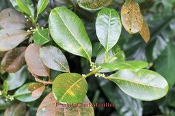 Petit Catafaille- Melicope borbonica- Rutacée-B