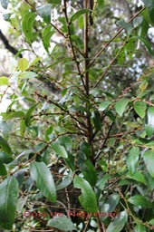 Phyllanthus phyllireifolius