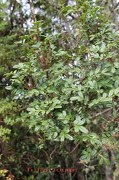 Ti Tan rouge- Wenmannia mauritiana - Cunoniacée - -BM