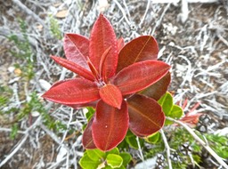 Agarista buxifolia .petit bois de rempart . ericaceae P1470473