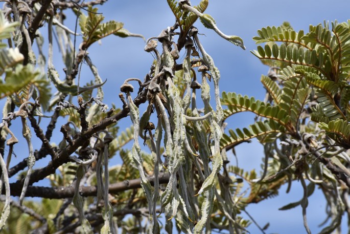 Fruits du Petit tamarin des hauts - Sophora denudata - Fabaceae - Endémique La réunion