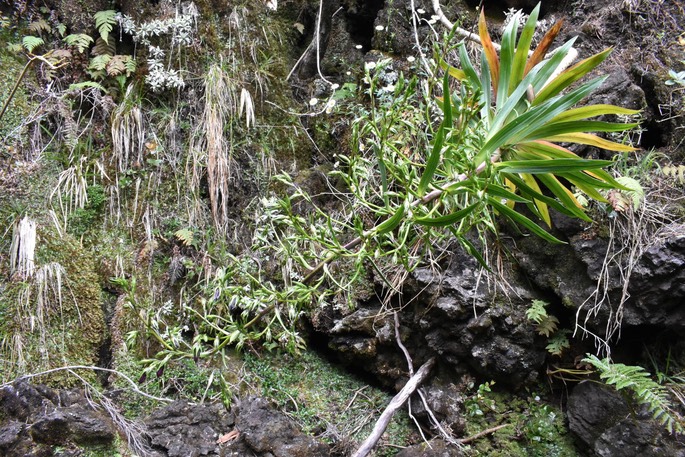 Heterochaenia rivalsii Badré et Cadet - Campanulaceae - Endémique Réunion