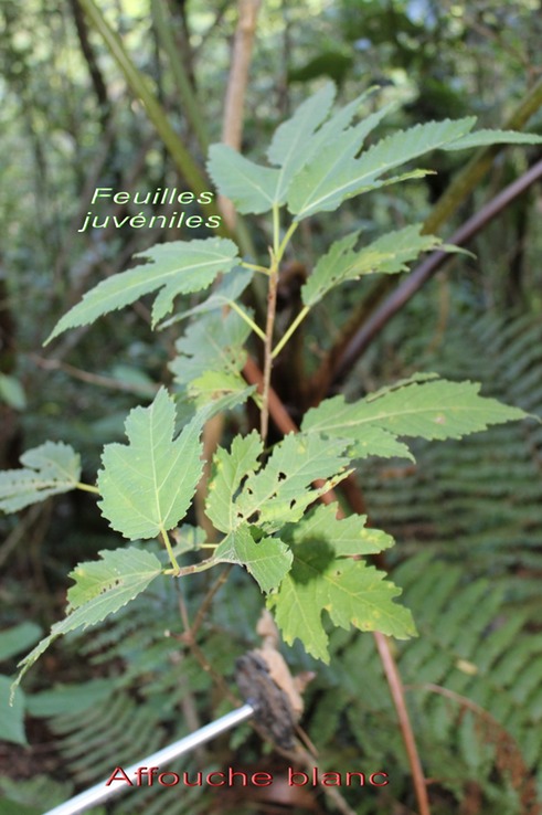 Affouche blanc ou  Figuier blanc - Ficus laterifolia ou morifolia - Moracée - I