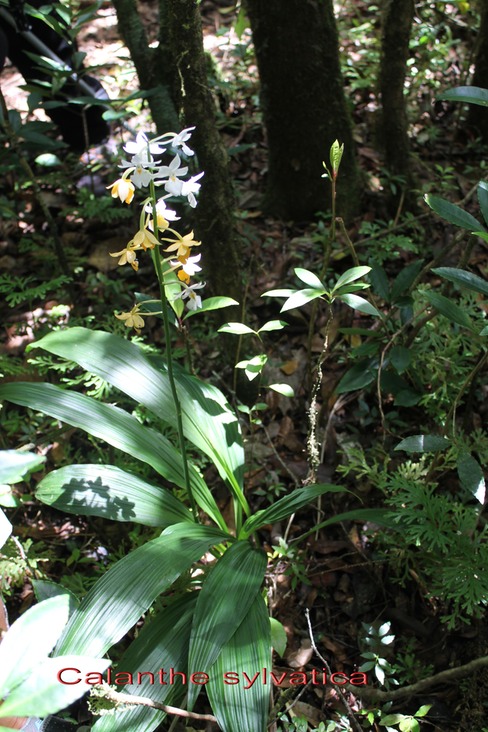 Au- Calanthe sylvatica - Orchidacée - I