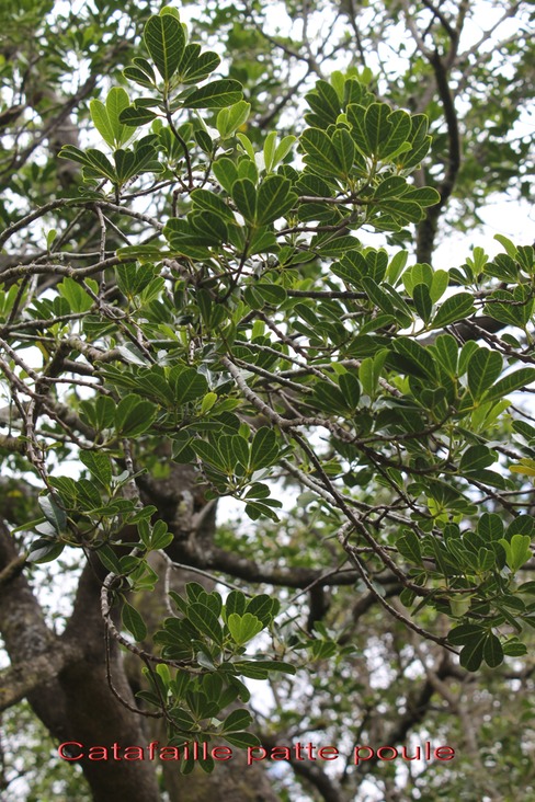 Au- Catafaille patte poule - Melicope obtusifolia- E